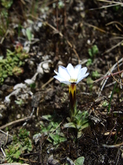 Gentiana sedifolia