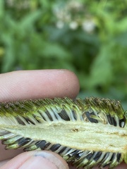 Rudbeckia occidentalis