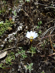 Gentiana sedifolia