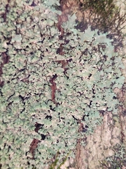 Myelochroa aurulenta