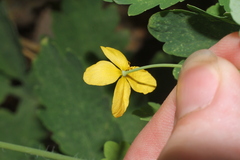 Chelidonium majus
