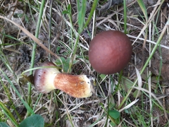 Suillus clintonianus