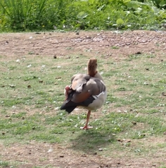 Alopochen aegyptiaca