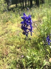 Delphinium