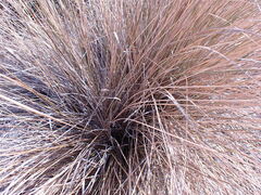 Miscanthus ecklonii