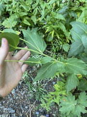 Rudbeckia occidentalis