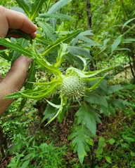 Cirsium altissimum