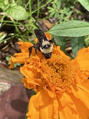 Bombus fraternus