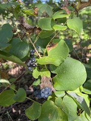 Smilax lasioneura