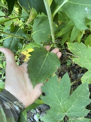 Rudbeckia occidentalis