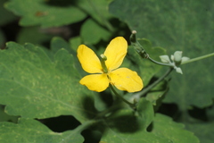 Chelidonium majus