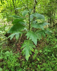 Cirsium altissimum