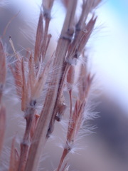 Miscanthus ecklonii