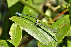 Enallagma carunculatum