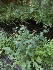 Rudbeckia occidentalis