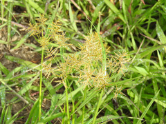 Cyperus esculentus