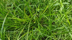 Sparganium americanum