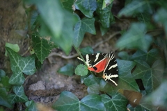 Euplagia quadripunctaria