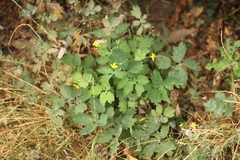 Chelidonium majus