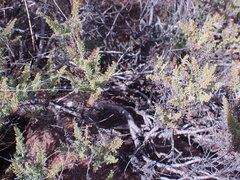 Pelargonium tragacanthoides