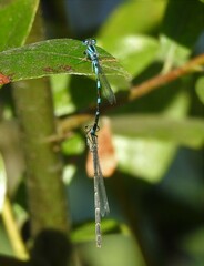 Enallagma carunculatum