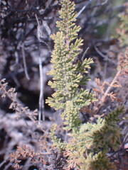 Pelargonium tragacanthoides