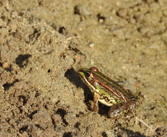 Pelophylax perezi