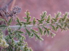 Pelargonium tragacanthoides