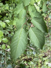 Prunus avium