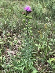 Liatris scariosa