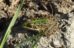 Pelophylax perezi
