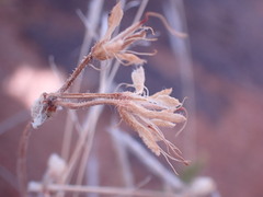 Pelargonium tragacanthoides