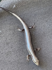 Plestiodon septentrionalis