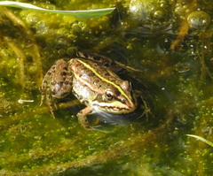 Pelophylax perezi