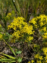 Gutierrezia sarothrae