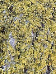 Candelariella efflorescens