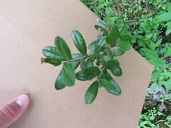 Chamaedaphne calyculata