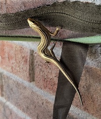 Plestiodon septentrionalis