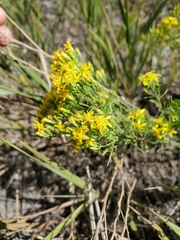 Gutierrezia sarothrae