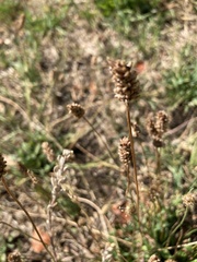 Plantago lanceolata
