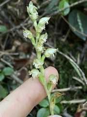 Goodyera oblongifolia