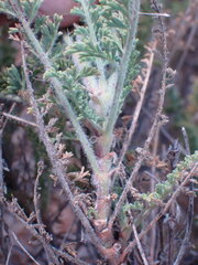 Pelargonium tragacanthoides