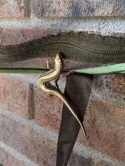 Plestiodon septentrionalis