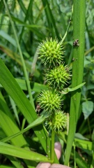 Sparganium americanum