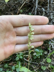 Goodyera oblongifolia
