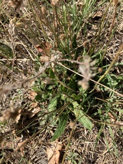 Plantago lanceolata