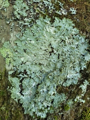 Punctelia rudecta
