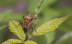 Carpocoris mediterraneus atlanticus
