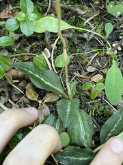 Goodyera oblongifolia