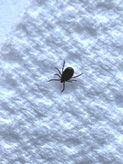 Ixodes ricinus